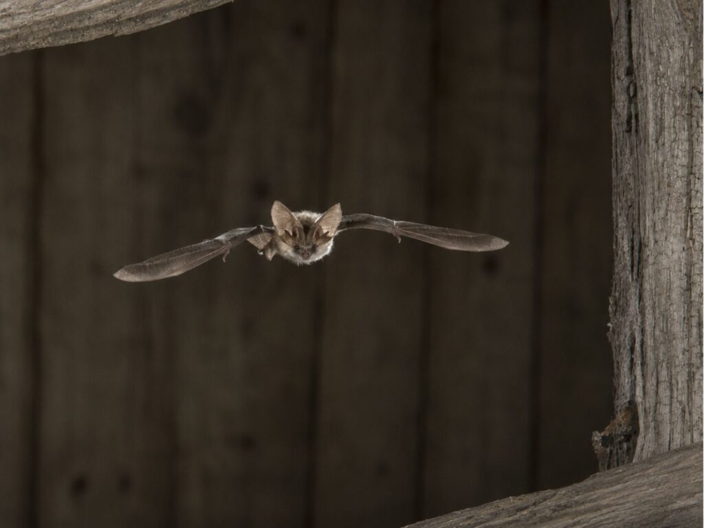 Vleermuizen zoeken in het Wildrijk in Petten